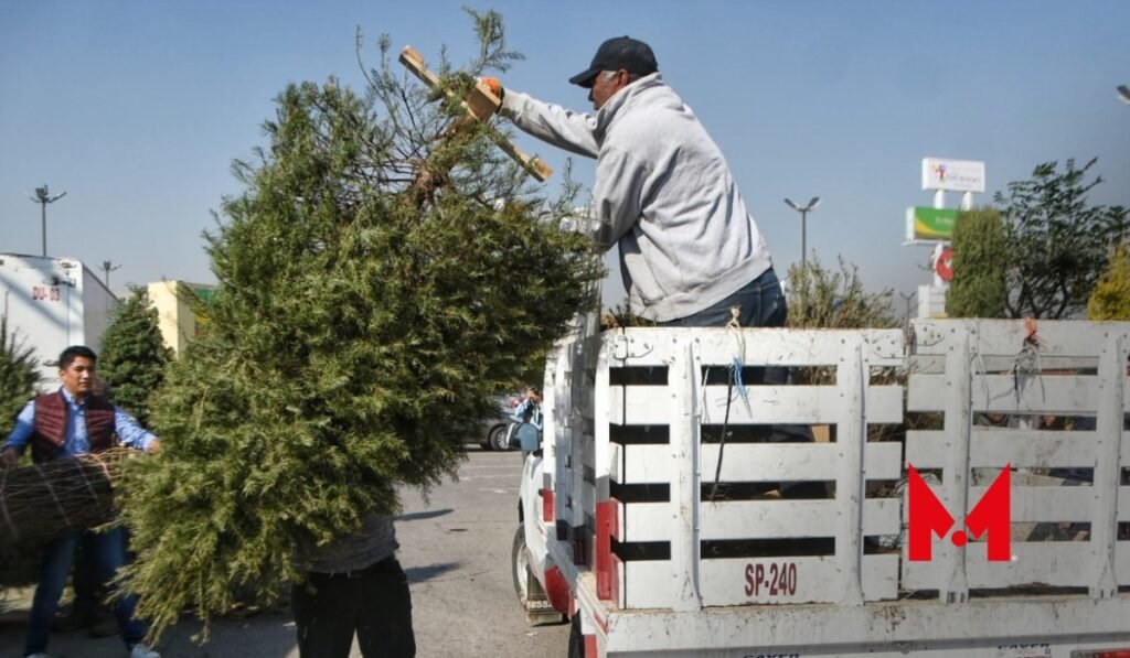 Inicia la recolección de árboles navideños en Toluca Metropolitano Edomex