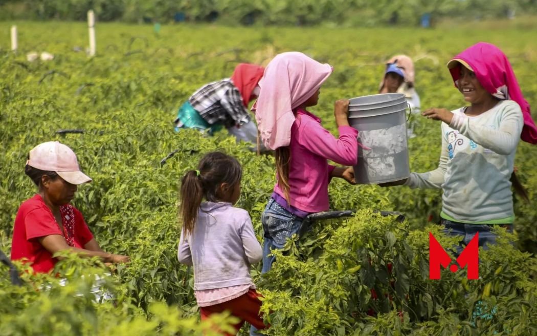 La lucha continua por erradicar el trabajo infantil en México