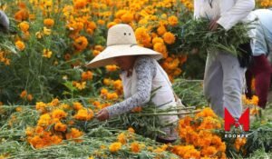 Conoce los campos de Cempasúchil de San Francisco Putla, Tenango