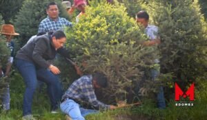 Edomex inicia la venta de árboles de navidad sustentable