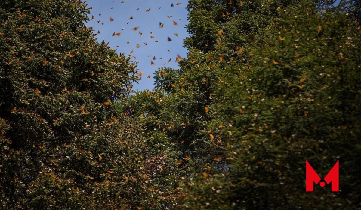Registran llegada de mariposas monarcas en zona norte de Toluca