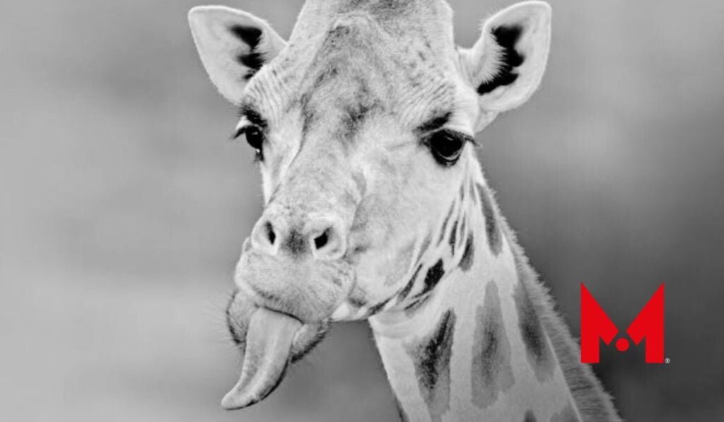 El misterio tras el fallecimiento de la jirafa Guga en Ehécatl.