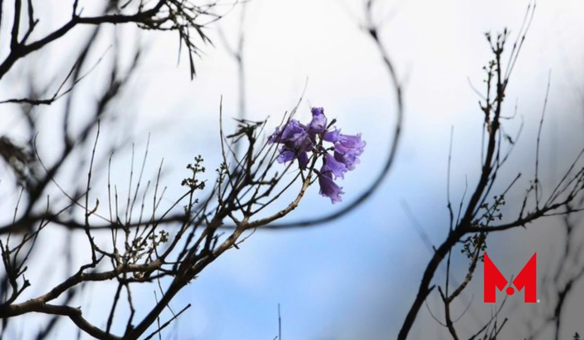 ¿Jacarandas en enero? Esto es lo que se sabe respecto a este inusual fenómeno