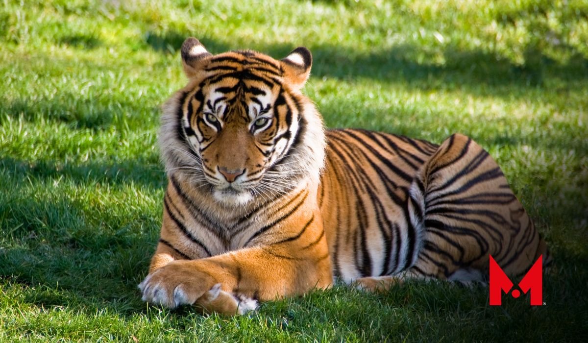 Reportan el hallazgo de un tigre decapitado en cascada de Valle de Bravo