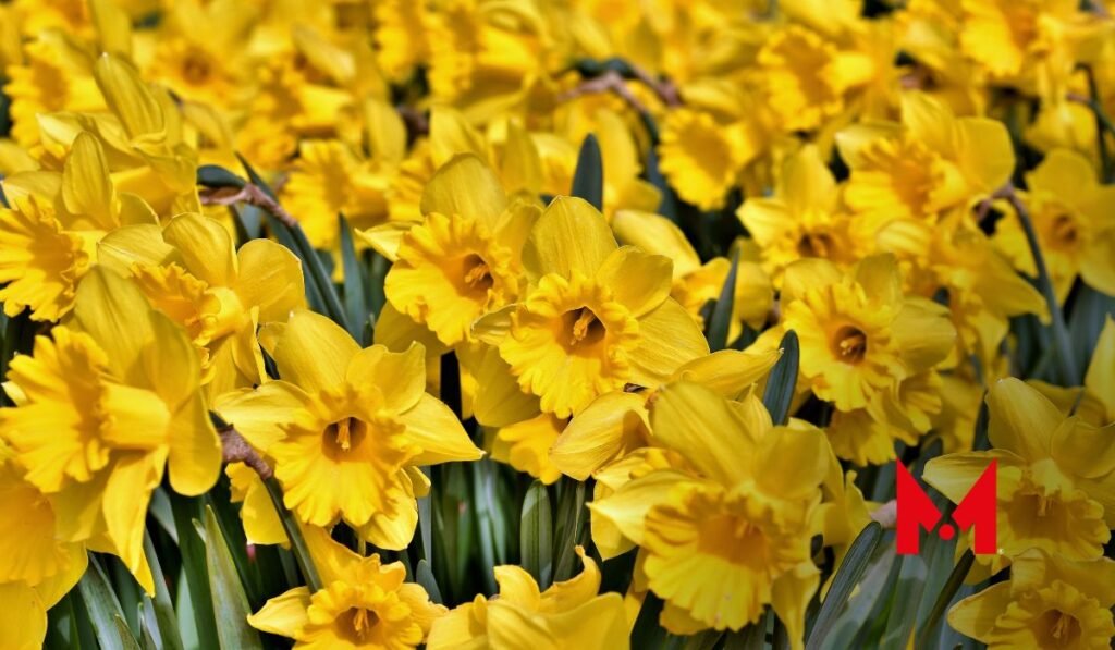 ¿Cuál es el origen de regalar flores amarillas?