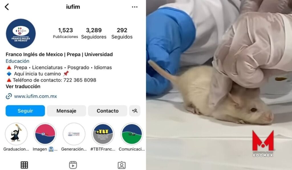 Denuncian al Franco Inglés de Metepec por diseccionar ratones vivos