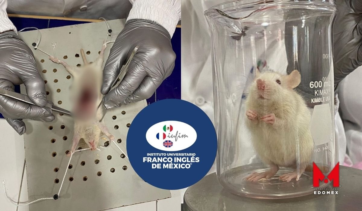 Denuncian al Franco Inglés de Metepec por diseccionar ratones vivos