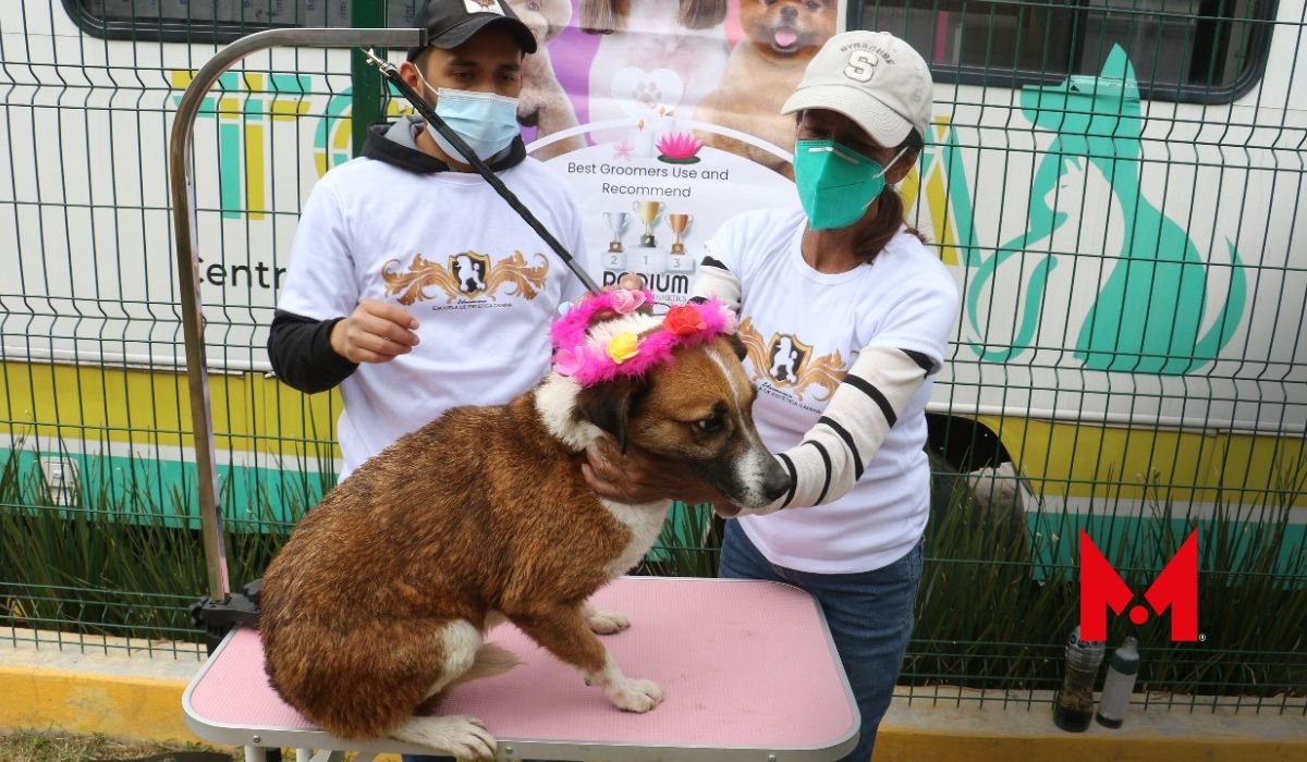 ¿Quieres adoptar un perrito? Descubre cómo el CCyBA los prepara para su nueva familia