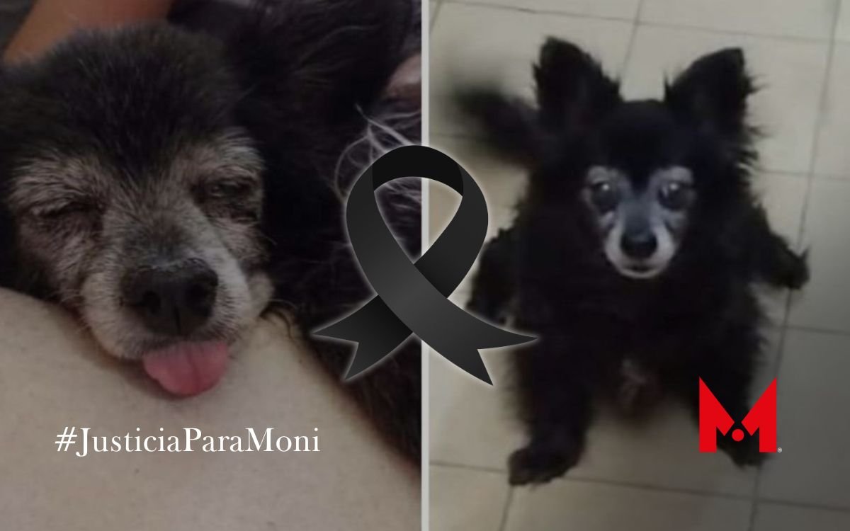 JusticiaParaMoni: Vecina deja sin vida a perrita en Coyoacán y la entierra frente a su casa