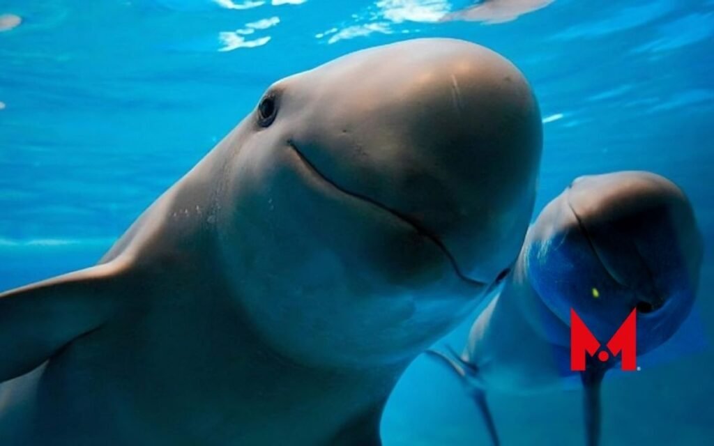 Captan una "Vaquita Marina" en los canales de Xochimilco