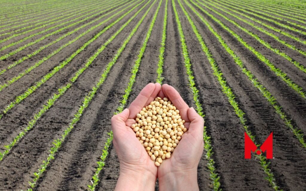 Día Mundial de la Agricultura, ¿Cuál es su impacto en la seguridad alimentaria?