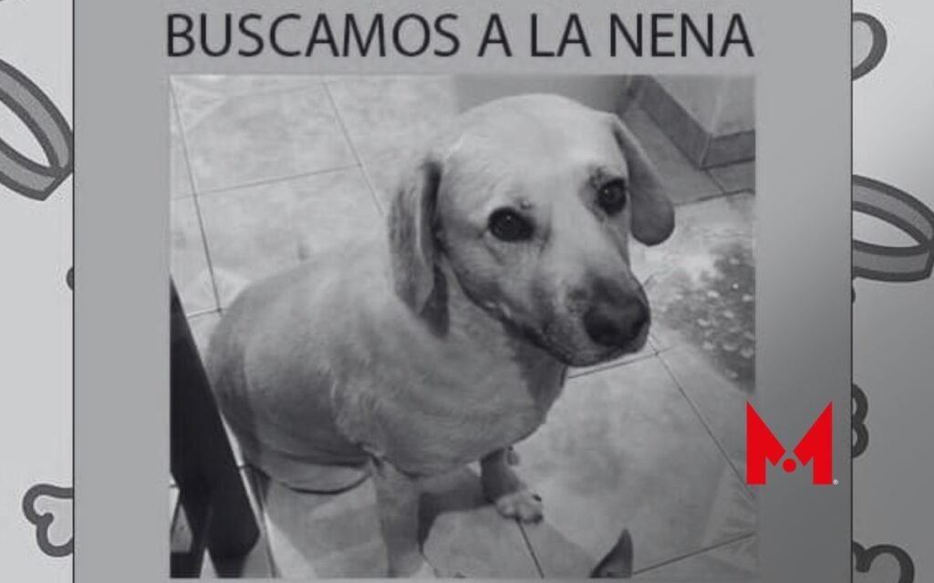 Funan a veterinaria "Perrunos" de Metepec por perder a perrita; fue hallada muerta